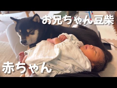 お兄ちゃん豆柴の赤ちゃん見守り業【柴犬】 Shiba inu dogs and baby
