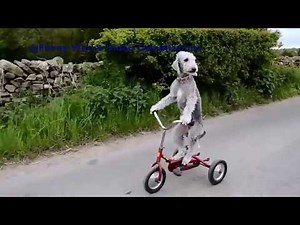 Animals Doing Human Like Stuff!