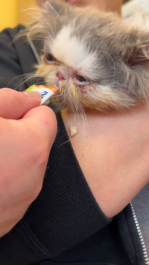 Lloyd Benderman loves his churu! He was fully assessed at Guardian Veterinary Care today. He has no fluid on his heart or lungs. He does have an enlarged heart and a murmur. The next step is an echocardiogram which we have scheduled for December 5th | Rainbow Heart Rescue
