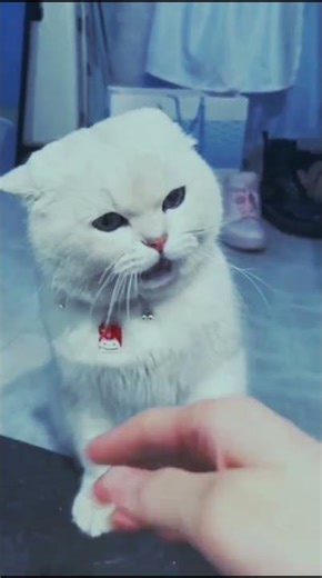 Cat Reacts to Pointing Finger