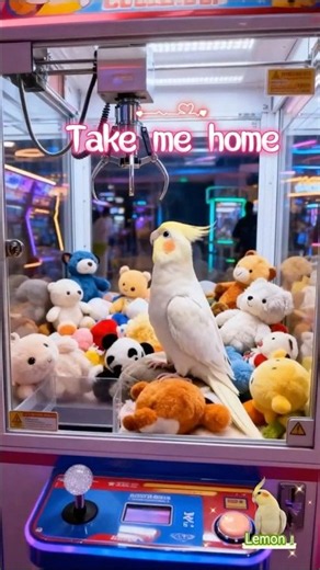 Take me home ! 史上最想要的獎品！一抓就中的超萌鸚鵡 ! #taiwan #玄鳳鸚鵡 #birds #cockatiel #parrot