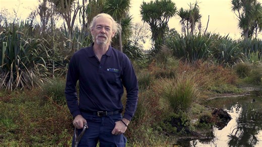 A beautiful fine and clear day in store tomorrow (Friday, 1 June) for Arbor Day at Waiwhakareke Natural Heritage Park. Arbor Day is our annual community mass-planting activity, with thousands of plants to be dug into the soil. We'd love to have you join us - the action starts at 10am, entry via Brymer Road opposite Hamilton Zoo! Come prepared with boots, spade and warm clothes - we'll supply the plants. Here's Gerard, our planting expert, showing how it's done. | Hamilton City Council