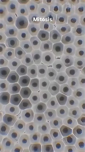 World of Biology | Mitosis is the fundamental process that keeps your body growing, repairing, and functioning. It’s how a single mother cell divides to form... | Instagram