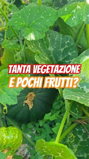 allegagione #zucca #coltivazione #guida