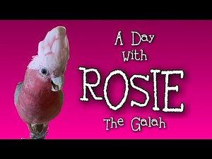 A Day with Rosie the Galah Cockatoo and Feathered Fun Box Opening