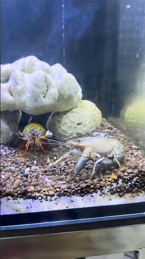 The Fastest Punch in the Ocean | Mantis Shrimp Attack ⚡️