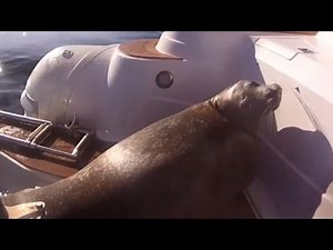 Scared seal hides on boat from killer whales