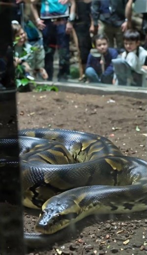 A large python slithers through its enclosure at t 0 #snake #wildlife #amazon #magicalsnake #venom