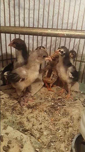 ✅ Newborn Chicks Just Hatched — Cutest Moment Ever!