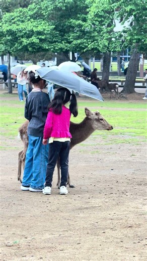 子どもと鹿！Kids with Nara Deer