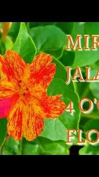 Beautiful & Colourful 4 o'clock flowers | Grow from seeds