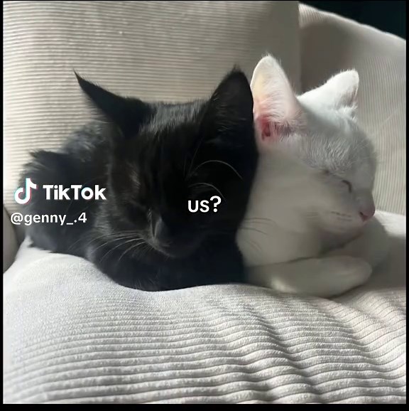 #us #cats #cat #duo | cat