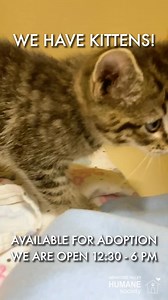 5.4K views · 82 reactions |  KITTEN ALERT!  We’ve got a fresh batch of adorable floofs ready for adoption. Don’t walk—run! We're open 12:30–6pm  They would love to meet you!  https://www.wenatcheehumane.org/cats | Wenatchee Valley Humane Society | Facebook