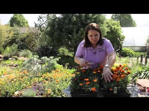 How to Prune Marigolds : Grow Guru