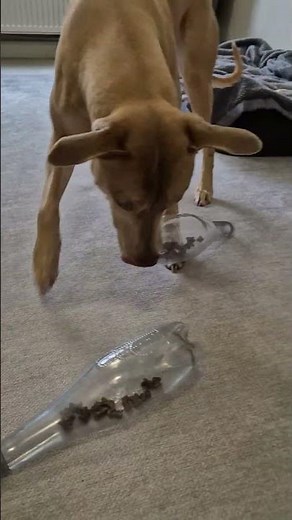 Easiest DIY Dog Enrichment Ever