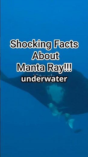 5 Shocking Facts About Manta Ray! #fishfacts #seacreatures #marinelife #marinemystery