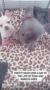 Just some adorable, amazing Stan and his annoying sidekick Marcus. Every time I try and get stan on video being the instigator. He stops. 🤦🏼‍♀️🤦🏼‍♀️ both these kiddos are doing amazing. #hydrocephalus #hydrocephalusawareness #specialneedsdog #rescuedogsofinstagram #puppiesofinstagram #frenchbulldog #frenchiesofinstagram #nonprofitorganization #nonprofitsofinstagram #cleftpupbrigade | Cleft Pup Brigade