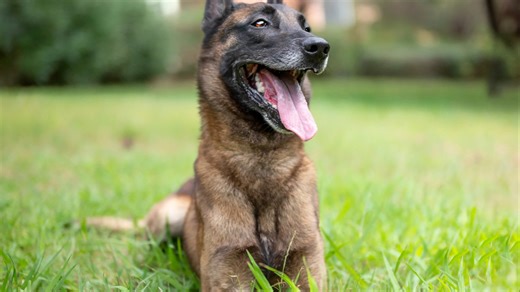 I'm a dog whisperer - the 6 breeds that are a no-no for first-time owners