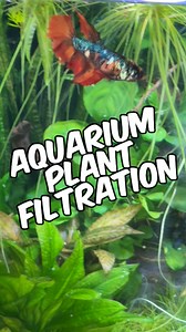 12K views · 204 reactions | Aquarium Plant Filtration: Easily Boost...