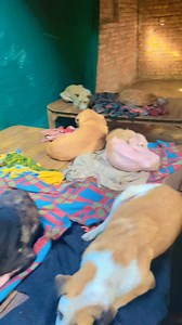 Isko kahte hai dil ka chain sukoon 🥲 helpline no for food 6280535398 #ashiyanaanimalrescue | Ashiyana Animal Rescue