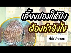 Start raising discus fish easily in 5 steps.