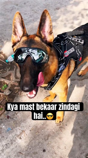 Barbad ho gaya main😌 #germanshepherd #gsds #cuteanimal #cutepet #shorts