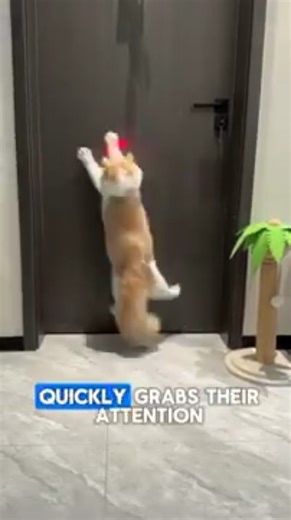 Why do cats love chasing light #catchasinglight #cat #catvideo