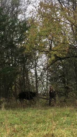 Fun day farming #cow #cowsoftiktok #farm #farmlife