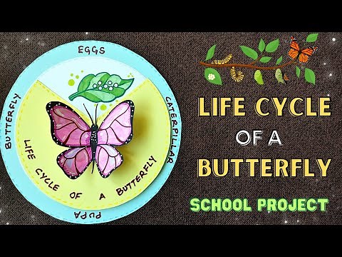 🐛➡🦋 Life Cycle of a Butterfly Model 🌸 School Science Project /Assignment/ Craft Ideas #schoolcrafts