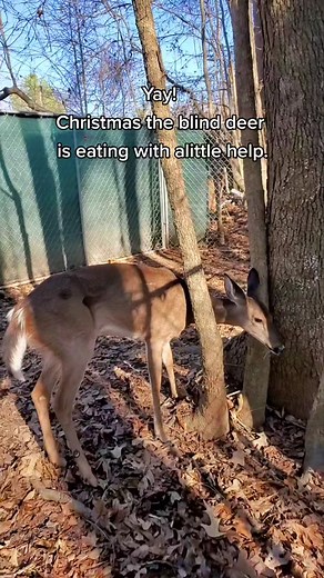 Christmas the Blind Deer Slowly Improving | Heartwarming Video