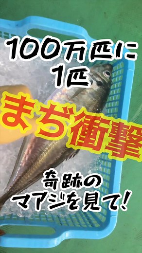 こんなマアジ見たことある？奇跡過ぎやろ！！ #定置網 #大型定置網 #大敷 #漁業 #水産業 #早田大敷 #若手漁師 #Iターン #後継者不足 #漁師 #魚好きと繋がりたい#新人漁師 #新人漁師歓迎 #海 #海の仕事 #求人募集中 #海上#釣り好き