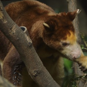 7.7K views · 598 reactions | Be sure to tune in tomorrow night for the premiere of @AnimalPlanet’s THE ZOO. Season 5 kicks off on Saturday night at 8PM with a 2-hour premiere that shares the incredible stories of remarkable animals and the dedicated staff who care for them. We can’t wait! #TheZoo. | Bronx Zoo | Facebook