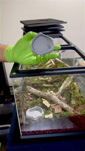 Nuevo terrario para nuestra Greenbottle Blue Tarantula 🕷️🖤💙