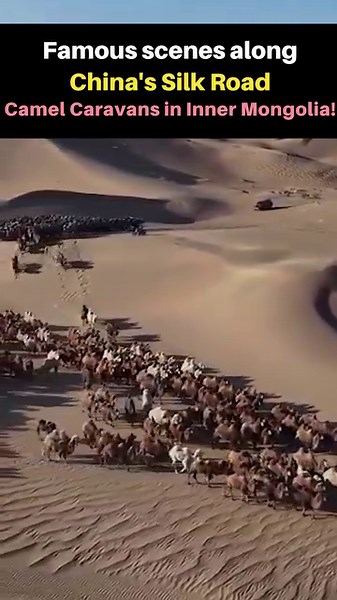 306K views · 17K reactions | Caravans of camels laden with goods were once symbols of China's Silk Road.  Though communication between civilizations has become more convenient today, the sight of these camel caravans still graces this famed trade route! Join me in marveling at this spectacular scene! ️ : weibo -人民网 #SilkRoadLegacy #CamelCaravans #CulturalExploration #TimeTraveler | Fantastic China | Facebook