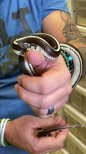 Silly Snake Tries To Eat Finger