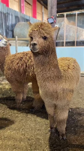 Noodle boy #alpaca #alpacas #farmlife