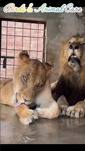 Lion attack|Funny animal attack|Lion attack on man|Funny animals|#funnylionattack