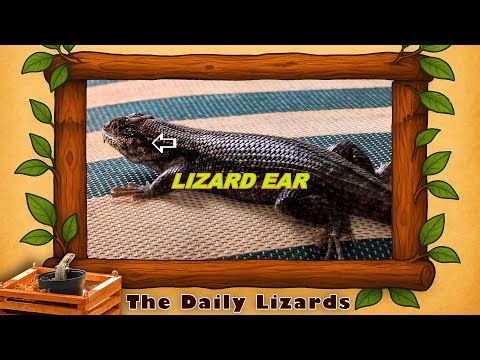 LIZARD EAR | CURLY TAIL