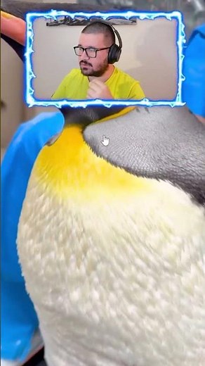 THE INCREDIBLE FEATHERS OF AN EMPEROR PENGUIN