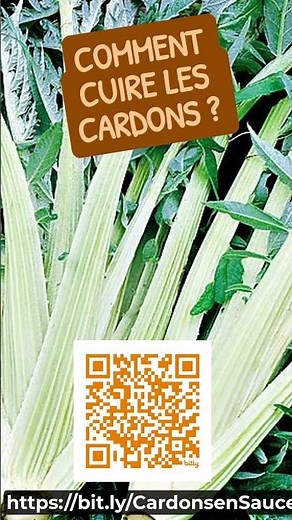 Cuisiner Le Cardon, Roi des Repas de Fêtes * cuisson * recettes