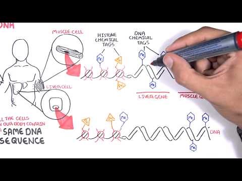 Epigenetics basics - Garvan Institute