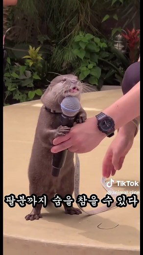 수달의 흥미로운 특징들 알아보기