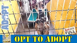 Lawton Oklahoma Animal Shelter's Adoptable Pets Video. All Adoptions are back to Normal pricing!!! Dog Adoptions are only $55.00, and Cat Adoptions are only $25.00!!! *Any animal under 4 months old are required a $15.00 Refundable Rabies Deposit. Here We Show You 100% of Everyone Who Is Available!!! SHARE BECAUSE YOU CARE!!! We would like YOU to ADOPT A PET!!! #ShelterAnimalsFirst Lawton Animal Welfare 2104 SW 6th Street Lawton, OK. 73501 Tue-Fri: 11 am - 1 pm, 2 pm - 6 pm, Closed 1-2 for lunch.