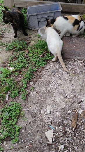 11 feeding wild country cats 😺