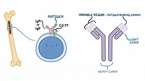 Video: Isolated primary immunoglobulin M deficiency - Video Explanation! | Osmosis | Osmosis