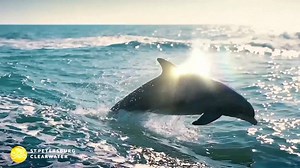 220K views · 79 reactions | Clearwater, located just west of Tampa, and part of the Tampa-St. Petersburg-Clearwater metropolitan area, offers visitors amazing vacation opportunities. In Clearwater, you can experience nightly festivals featuring music, crafts and street performers at Sunsets at Pier 60. | Sunwing Vacations | Facebook