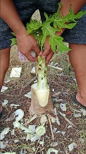 Here is how to graft a papaya using the shoot-to-stem grafting technique