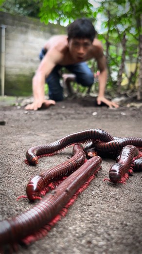 Stare wide eyed, sly Tarzan herds many giant African millipedes #shorts #millipedes