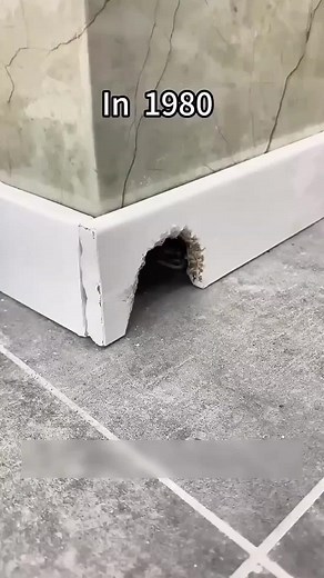 How to Stop Rats the Right Way: Effective, Safe Methods