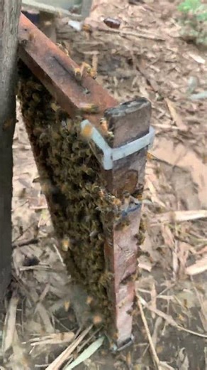 “Honey Wars: Bees Compete for the Sweetest Prize!”